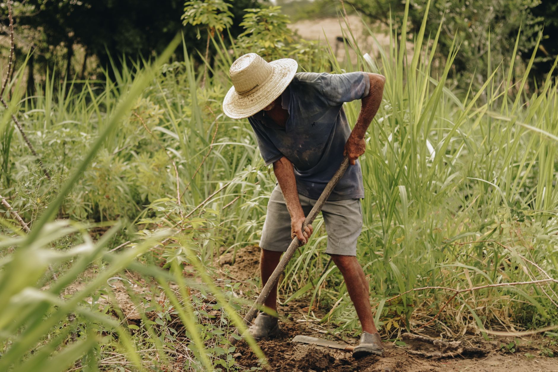 Man farming in lush green countryside of Paulista, Brazil, wearing straw hat under daylight.