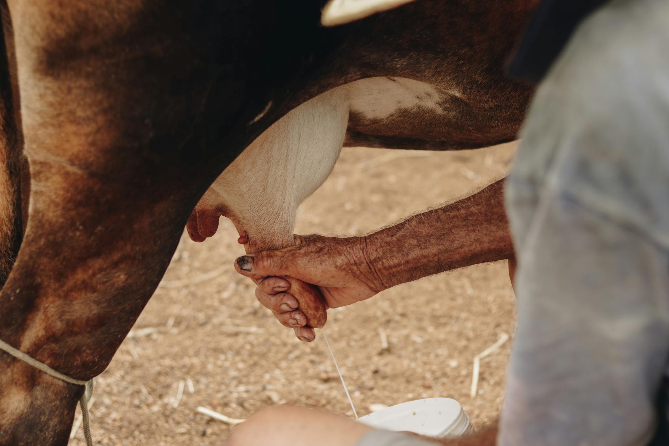a person milking a cow