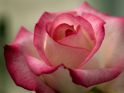 Pink Rose in Close-Up Photography