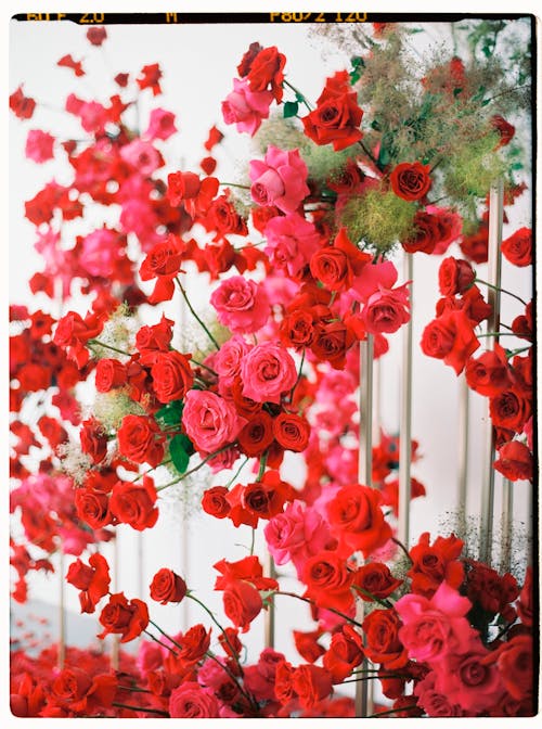 Free Red and Pink Flowers in Close Up Photography Stock Photo