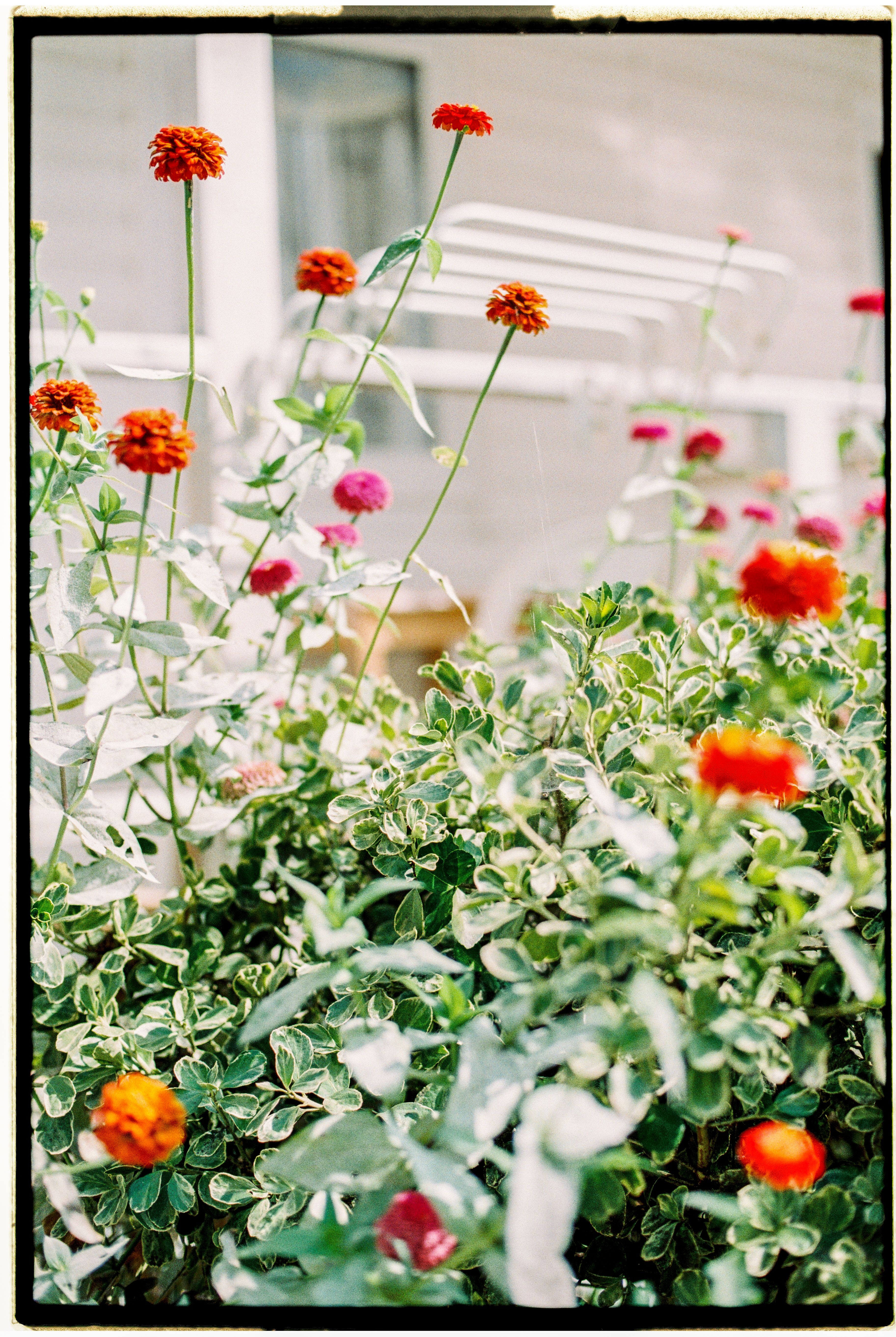 Blooming zinnia flowers with lush green foliage in a summer garden vibrant setting.