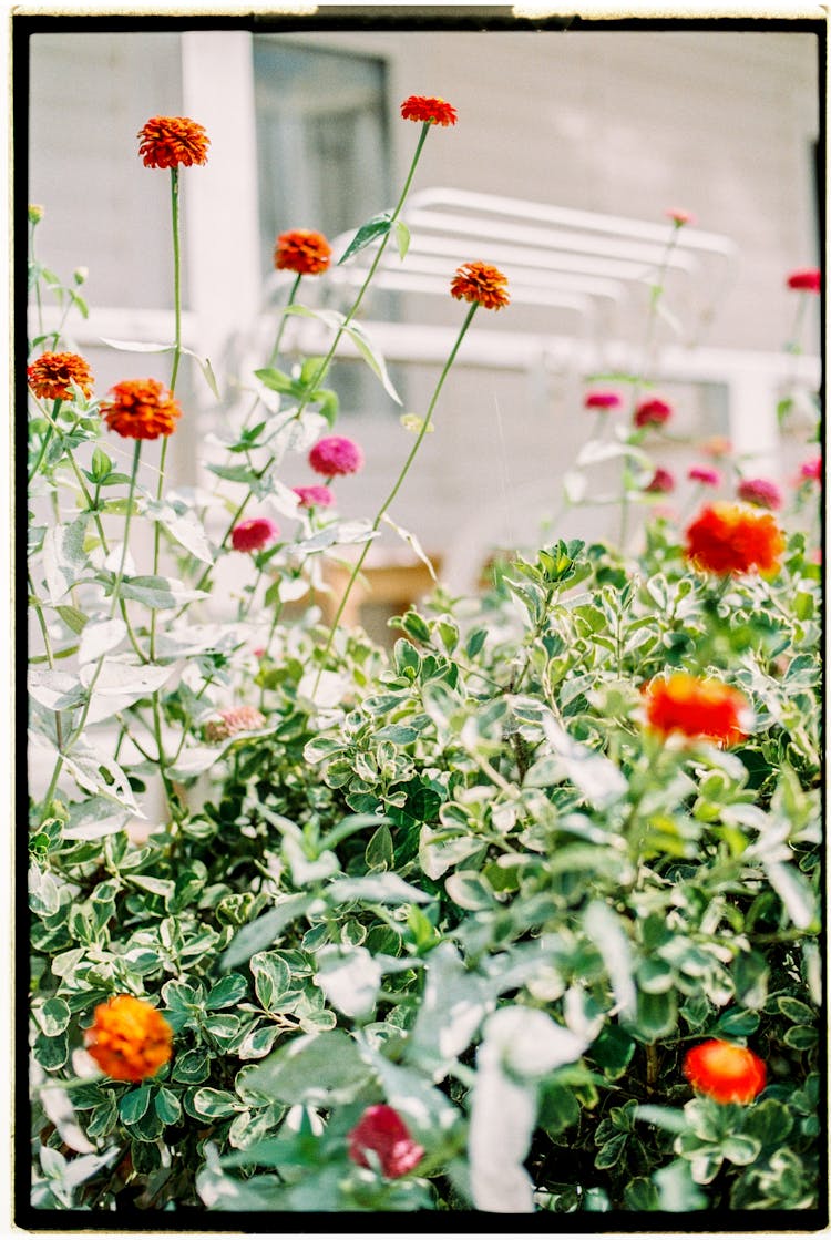 Plants Growing In Front Of A Building