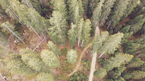 Free Drone Shot of a Forest  Stock Photo