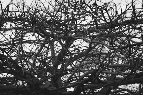 Leafless Tree Branches