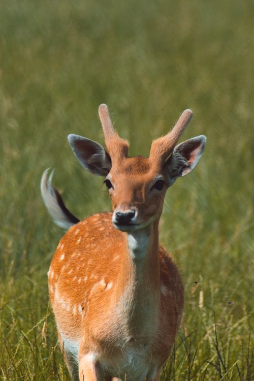 Free Close-up portrait of a young fallow deer standing in a grassy field, Belgium. Stock Photo