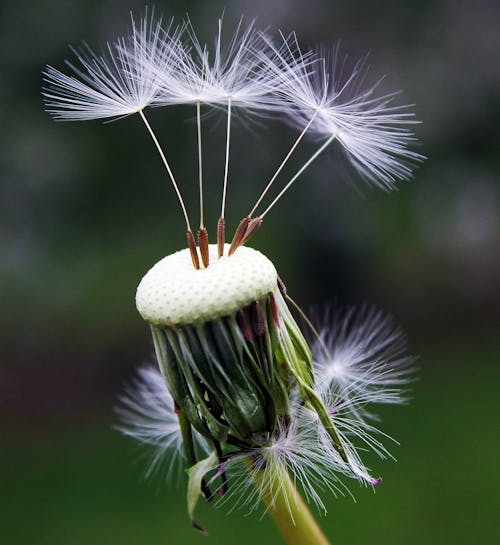 Fotografi Close Up Benih Dandelion Putih