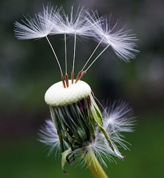 这张蒲公英种子的特写图像，展现了其精致的结构和自然之美
