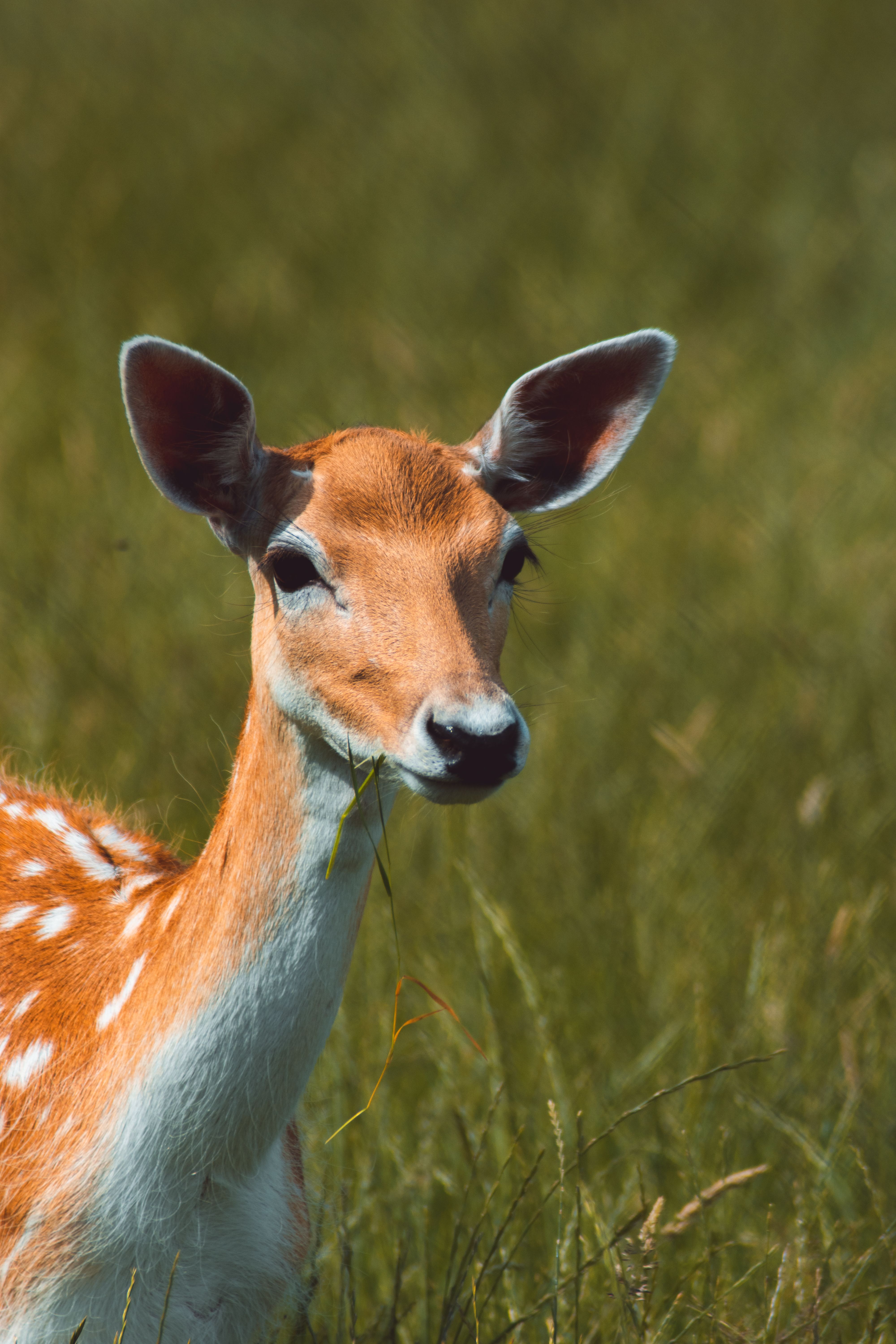 Brown Deer · Free Stock Photo