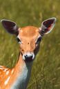 Brown and White Deer on Green Grass Field