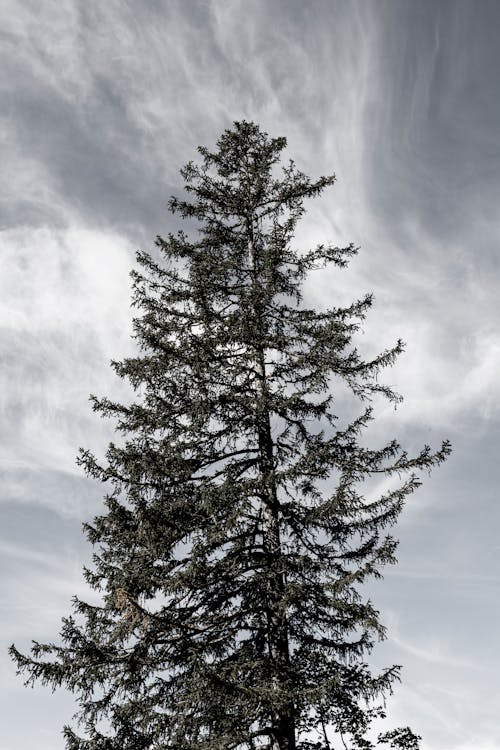 Ingyenes stockfotó alacsony szögű felvétel, ég, fa témában