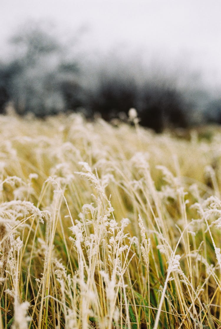 Tall Green Grass Fin Close Up Photography