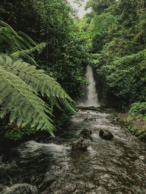 Kostnadsfria Kostnadsfri bild av amazonas regnskog, bäck, flod Stock foto