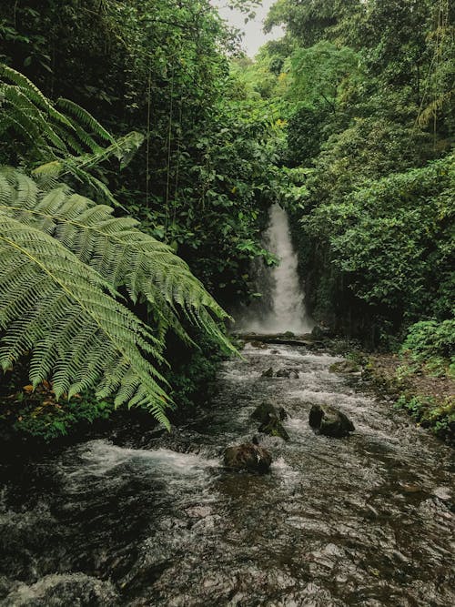 Základová fotografie zdarma na téma amazonský deštný prales, dešťový prales, kapradina