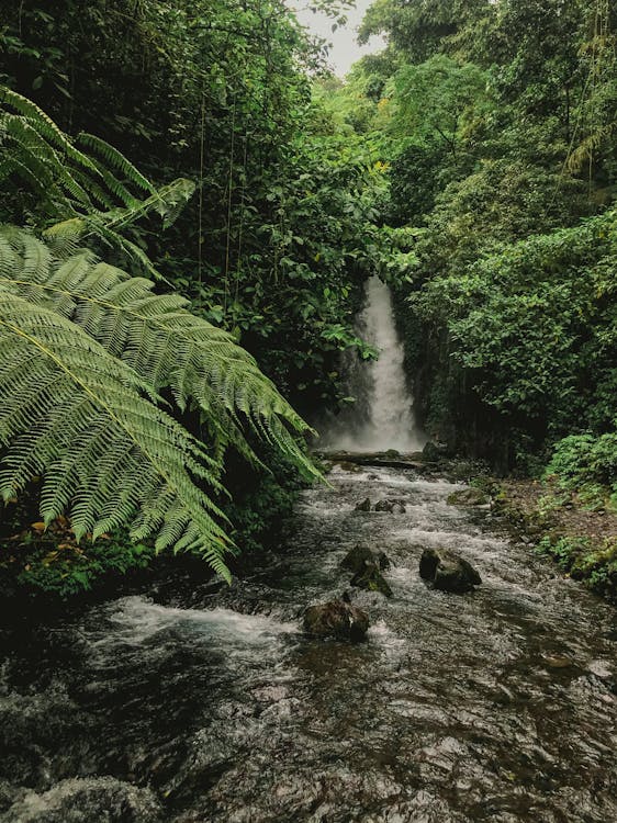 Gratis arkivbilde med amazonas regnskogen, bregne, elv