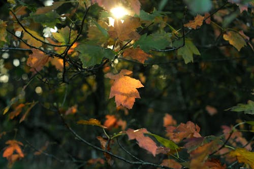 Free stock photo of autumn, autumnal, color Stock Photo