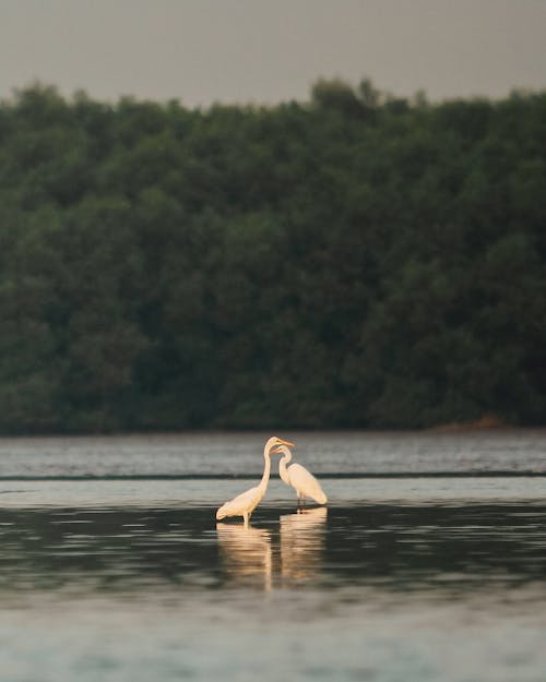 White Birds on Lake Water