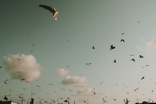 Free A Flock of Birds Flying Stock Photo