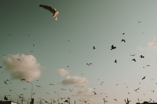 Free A majestic scene of birds soaring together against a backdrop of clouds in the sky. Stock Photo