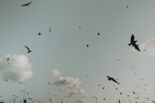 Free Flock of Sea Birds Flying Stock Photo