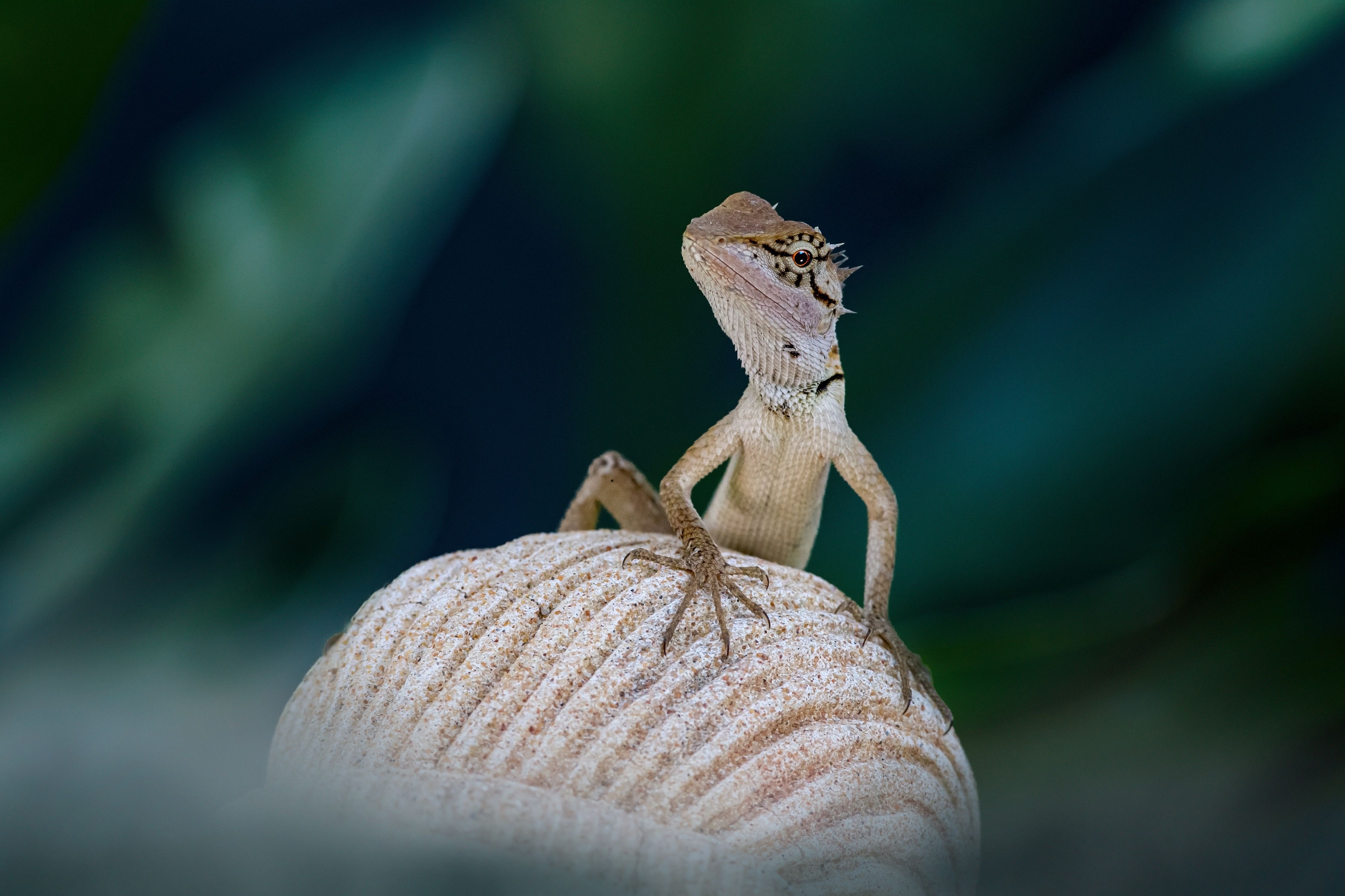 Close-Up Shot of an Oriental Garden Lizard · Free Stock Photo