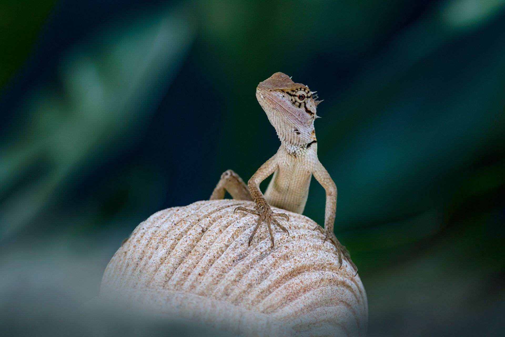 Oriental garden lizard perched on a seashell in Ao Nang, Thailand