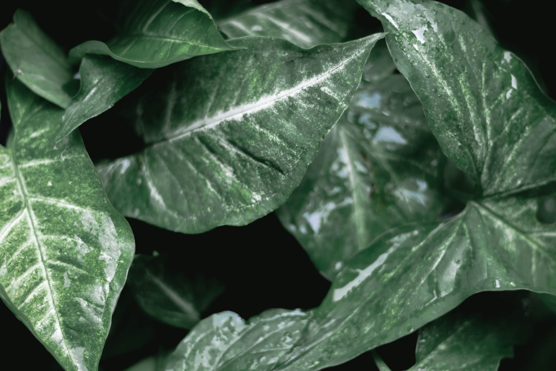Detailed close-up of lush green taro leaves showcasing their vibrant texture and color.