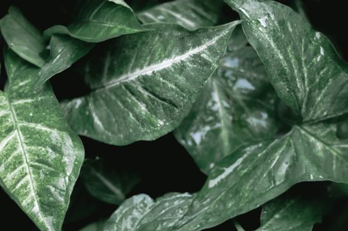 Free Detailed close-up of lush green taro leaves showcasing their vibrant texture and color. Stock Photo