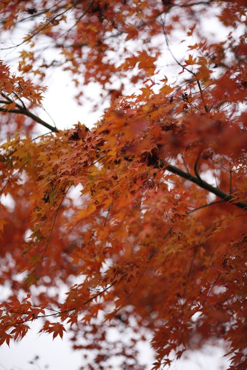 Free Close-up view of vivid autumn maple leaves on branches, evoking a warm fall atmosphere. Stock Photo