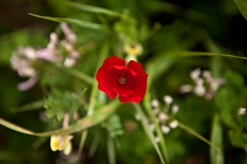 Free Close-Up Shot of a Poppy Flower  Stock Photo