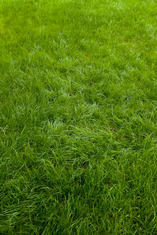 Gratis Immagine gratuita di erba, manto erboso, molla Foto a disposizione