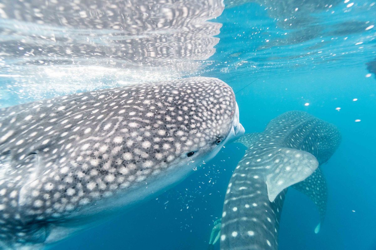 Buceo con tiburón ballena en Nosy Be, Madagascar