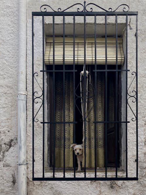 Fotobanka s bezplatnými fotkami na tému architektúra, cicavec, dom