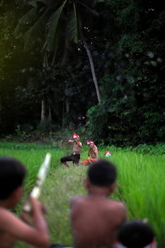 Young boys play in a lush rural field with tropical trees in the background. - Fotografer Sidoarjo