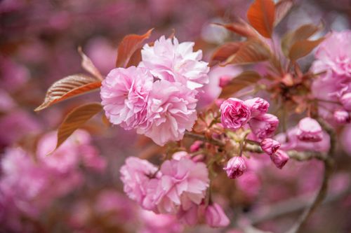 Free Close-up of beautiful pink cherry blossoms in bloom, capturing nature's spring beauty. Stock Photo