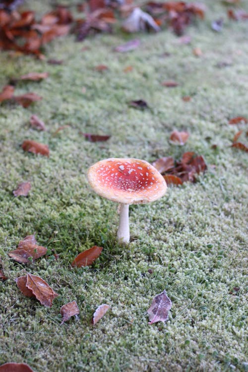 Kostenloses Stock Foto zu blätter, fliegenpilz, gefallene blätter