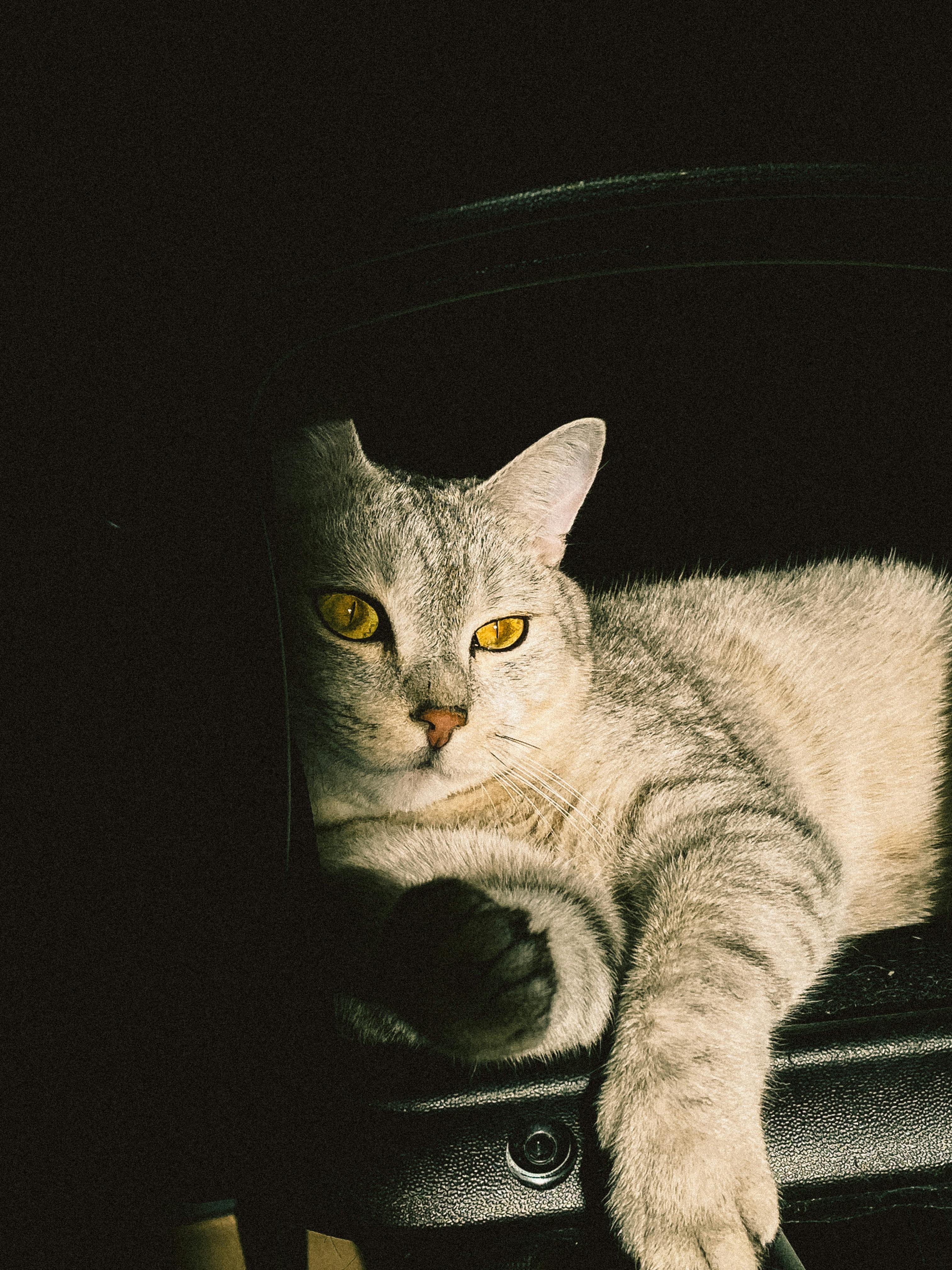A close-up shot of a grey tabby cat relaxing indoors with striking yellow eyes.