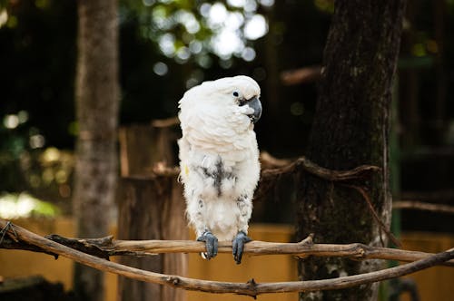 A Cockatoo Perched on a Branch