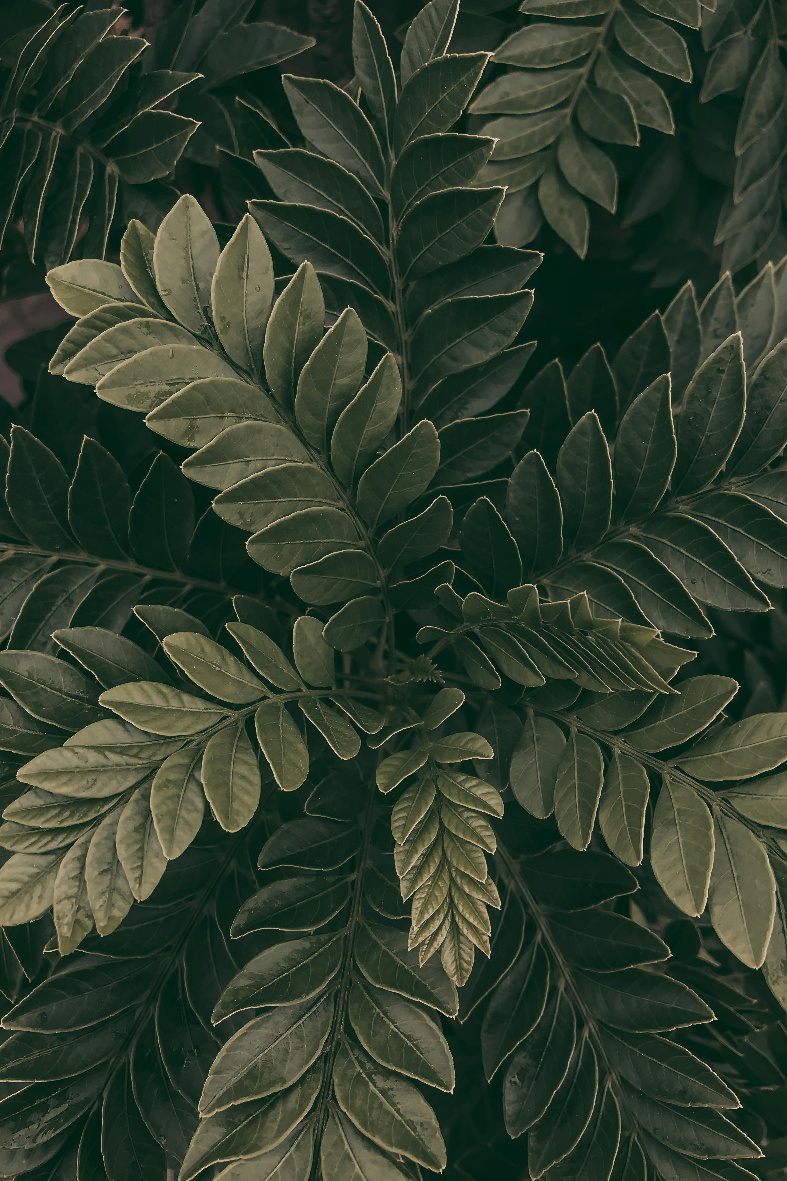 Close-up view of lush green foliage showcasing detailed leaves in natural light, perfect for nature themes.