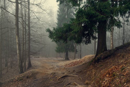 A Pathway Near Green Trees on Foggy Woods