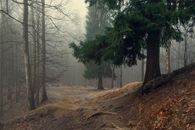 Green Trees on Brown Field during Foggy Weather