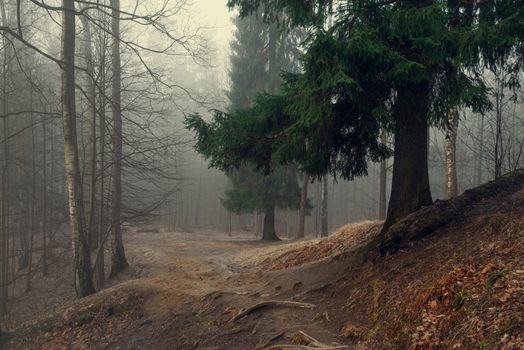 Serene misty forest trail lined with evergreen conifers, perfect for nature exploration.