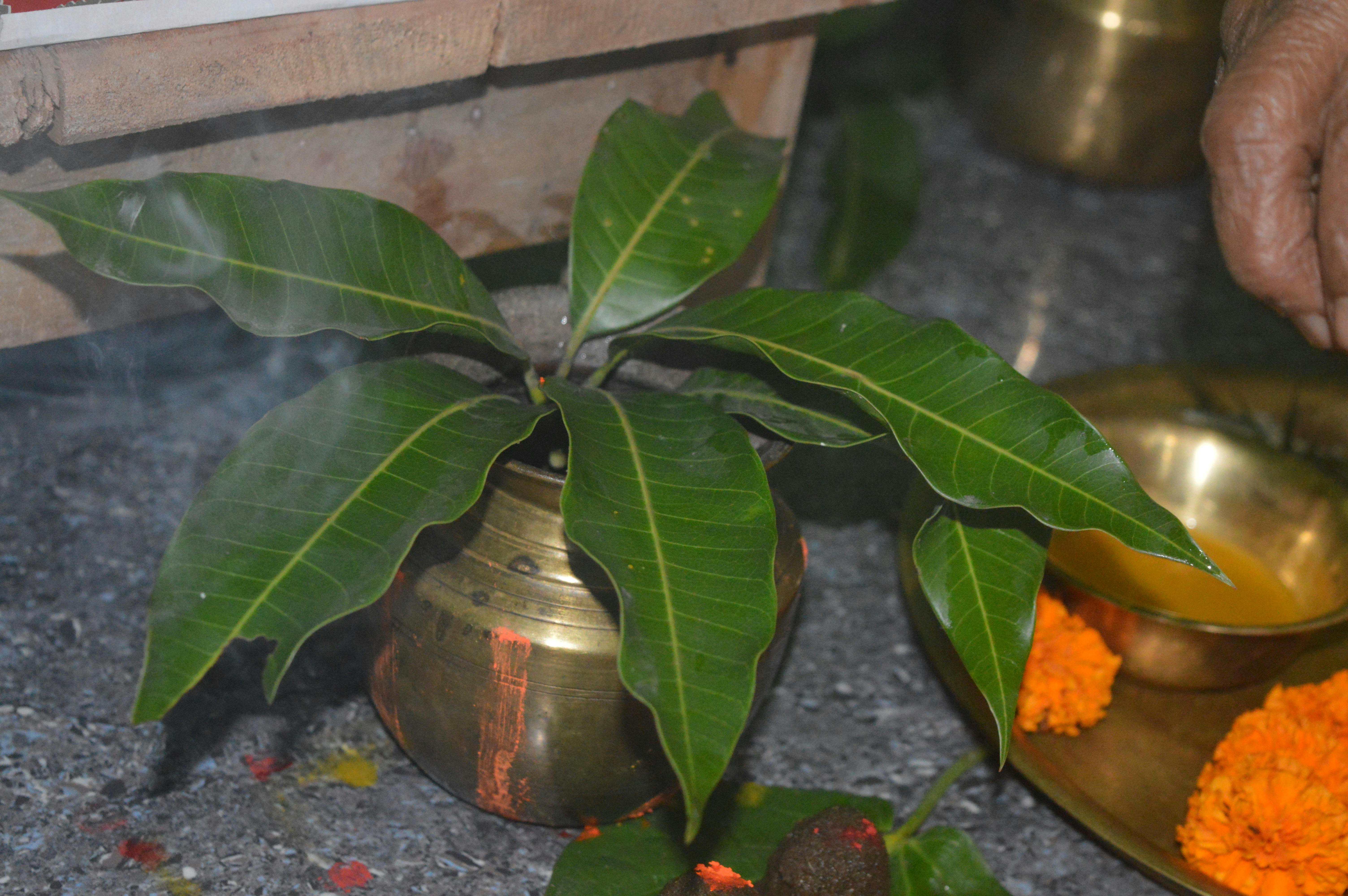 Free stock photo of bihar, celebrated, chitragupta