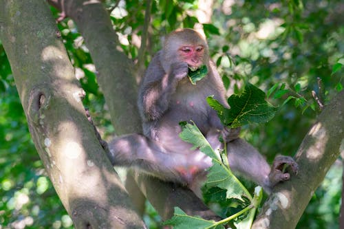 Brown Monkey on Green Tree Branch