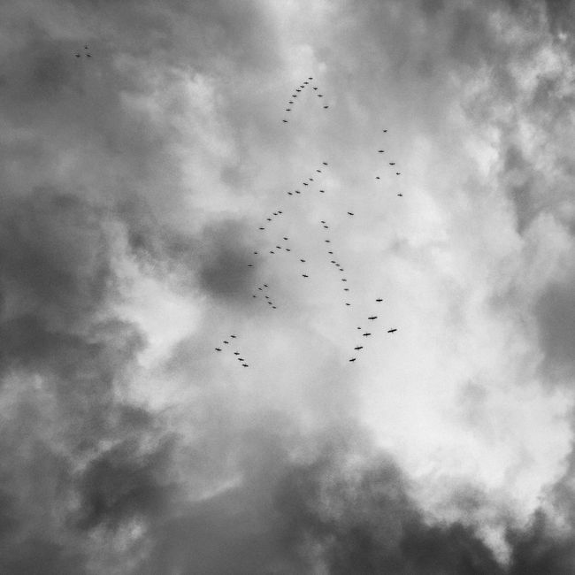 A striking monochrome photo of birds flying through a dramatic cloudy sky.