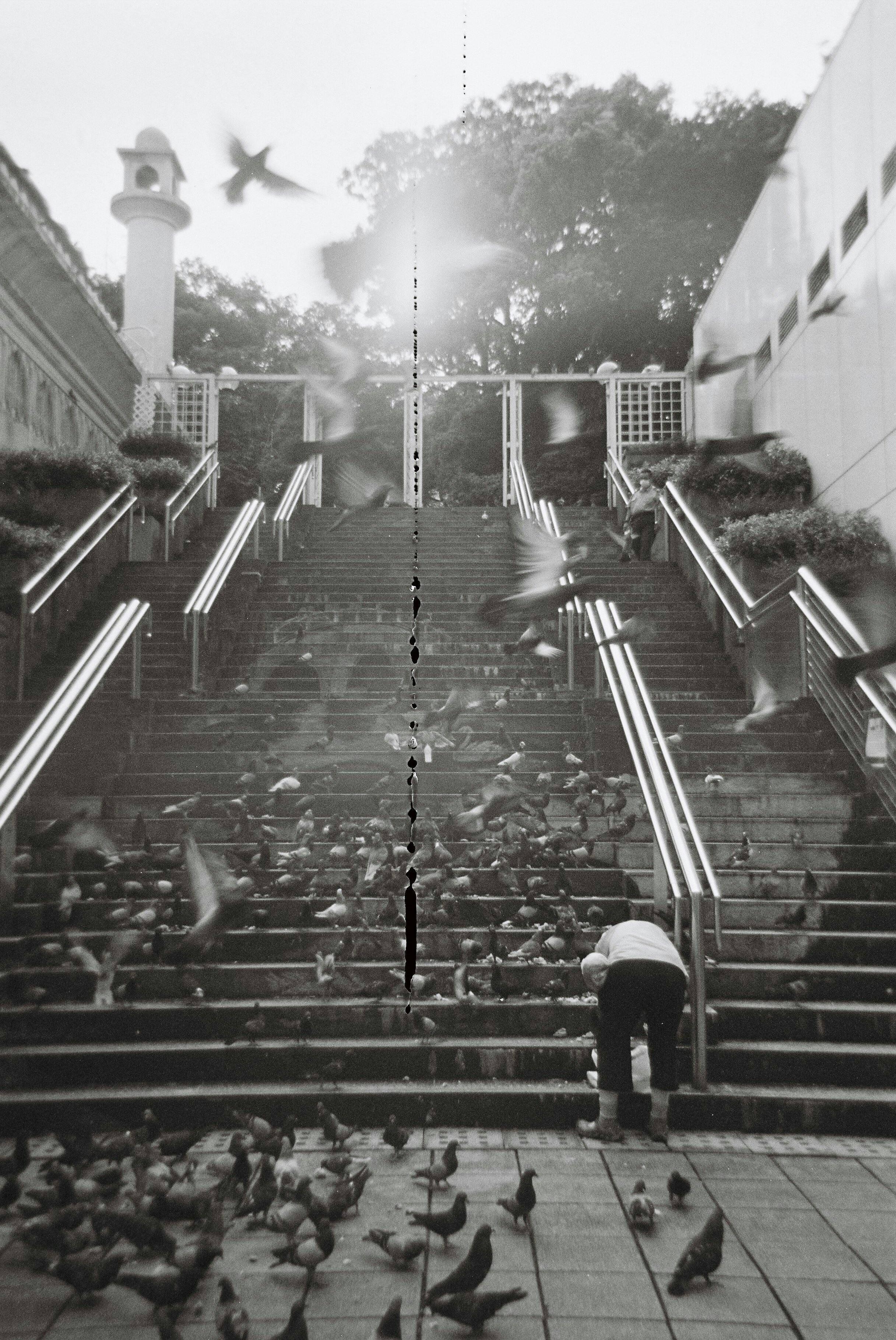 A monochrome scene of birds and a person on concrete steps in Hong Kong.