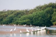 Free stock photo of beach, bird, bird colony
