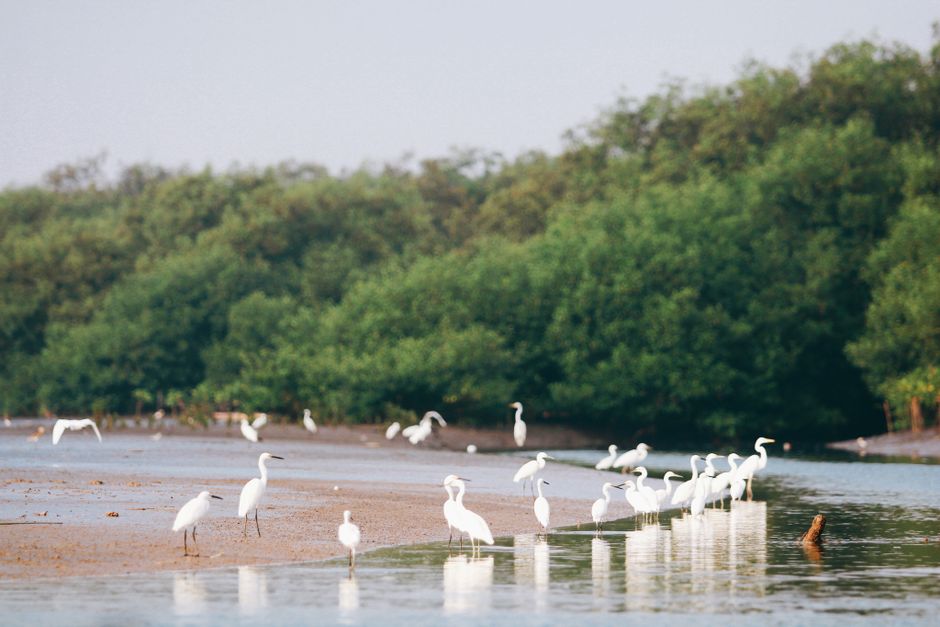Egrets gather by the riverside in lush East Java, Indonesia, showcasing wildlife in natural habitat.