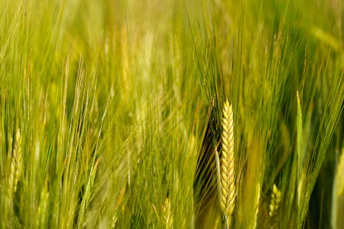 Бесплатное стоковое фото с злаки, пшеничное поле, урожай
