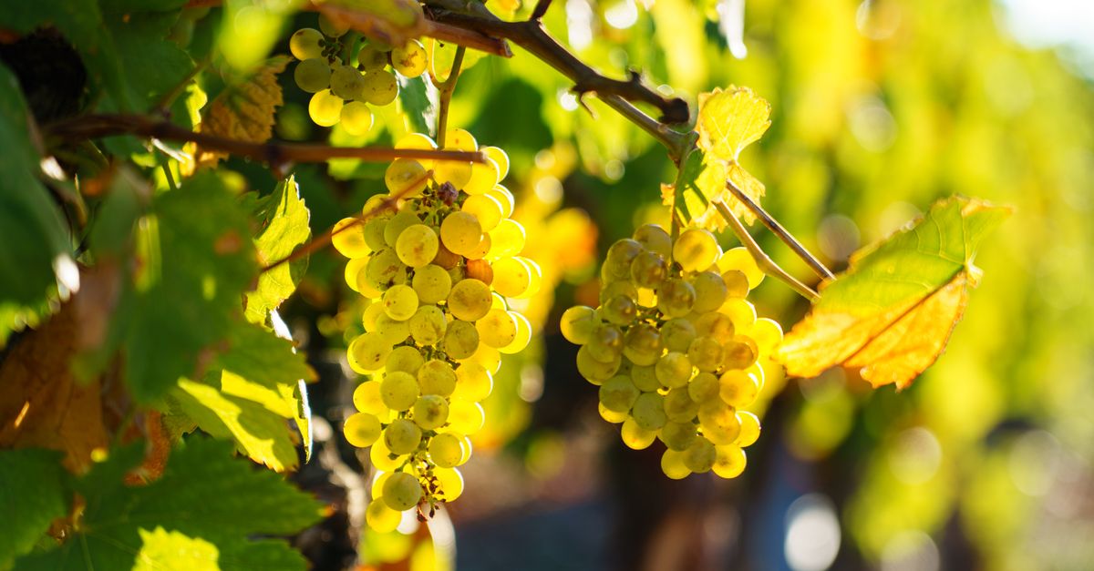 Exploration du Domaine de la Dijonnière : Un Trésor Caché en Bourgogne