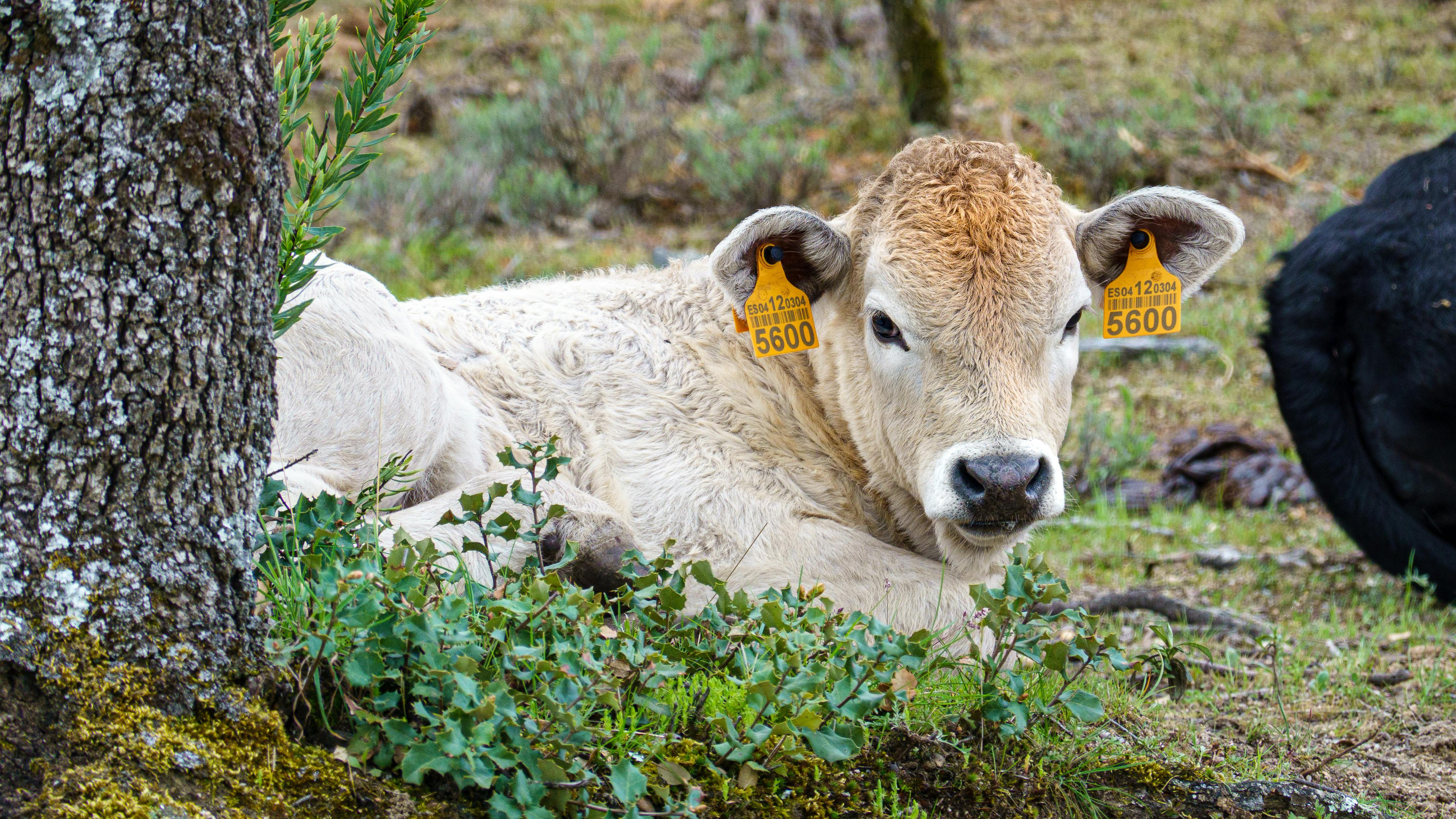 brown calf lying on grass